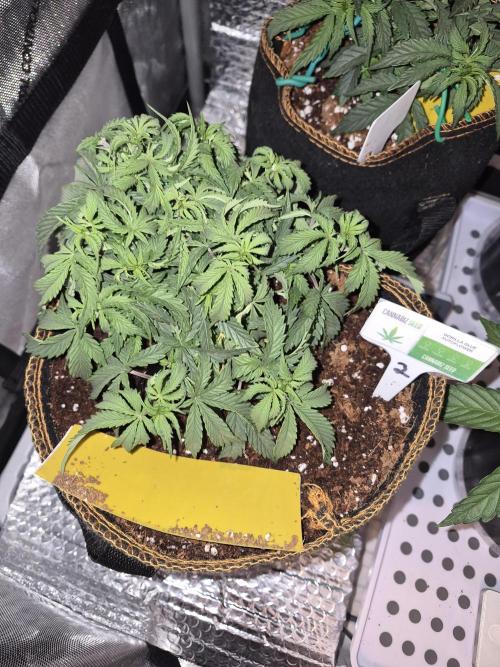 Cannabiz Seeds Gorilla Glue Auto. Week 4