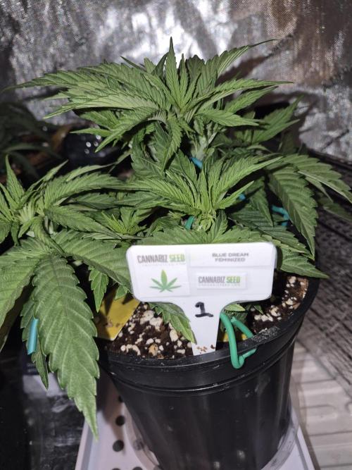 Cannabiz seeds Blue Dream photo period. Week 4