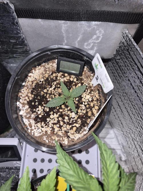 Cannabiz seeds Blue Dream photo period. Week 4