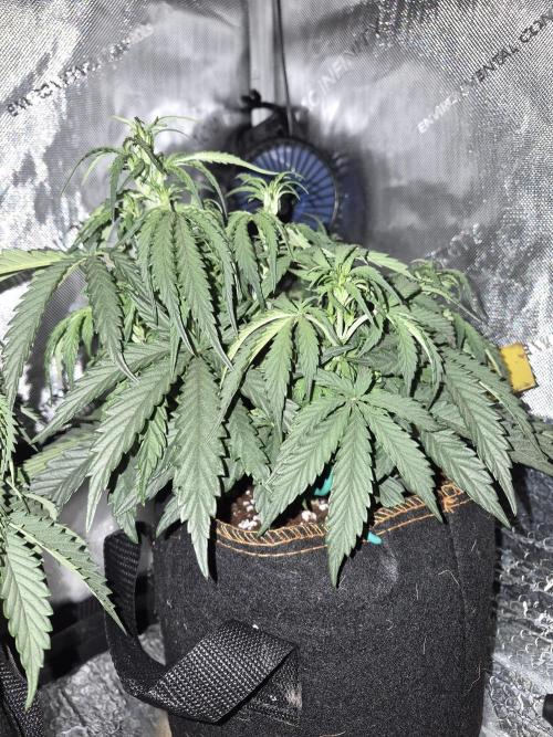 Cannabiz Seeds Gorilla Glue Auto. Week 5