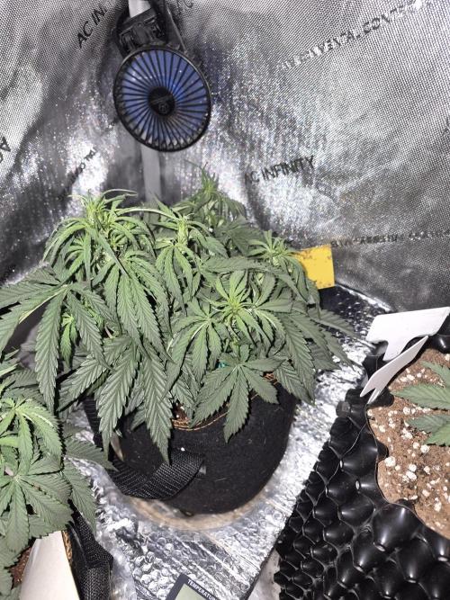 Cannabiz Seeds Gorilla Glue Auto. Week 5