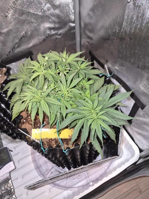 Cannabiz Seeds Gorilla Glue Auto. Week 5