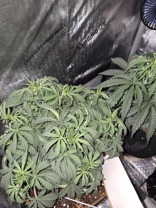 Cannabiz Seeds Gorilla Glue Auto. Week 5
