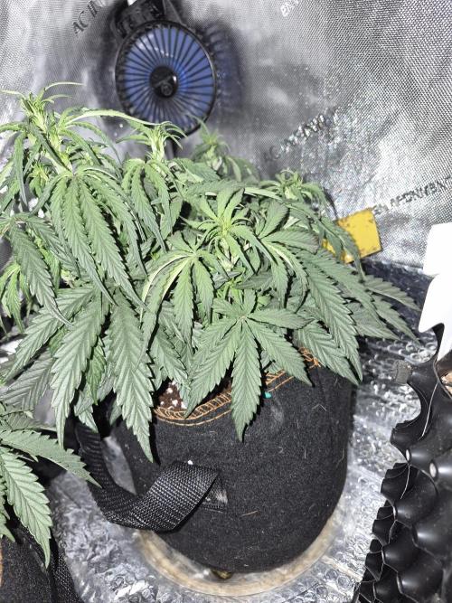 Cannabiz Seeds Gorilla Glue Auto. Week 5