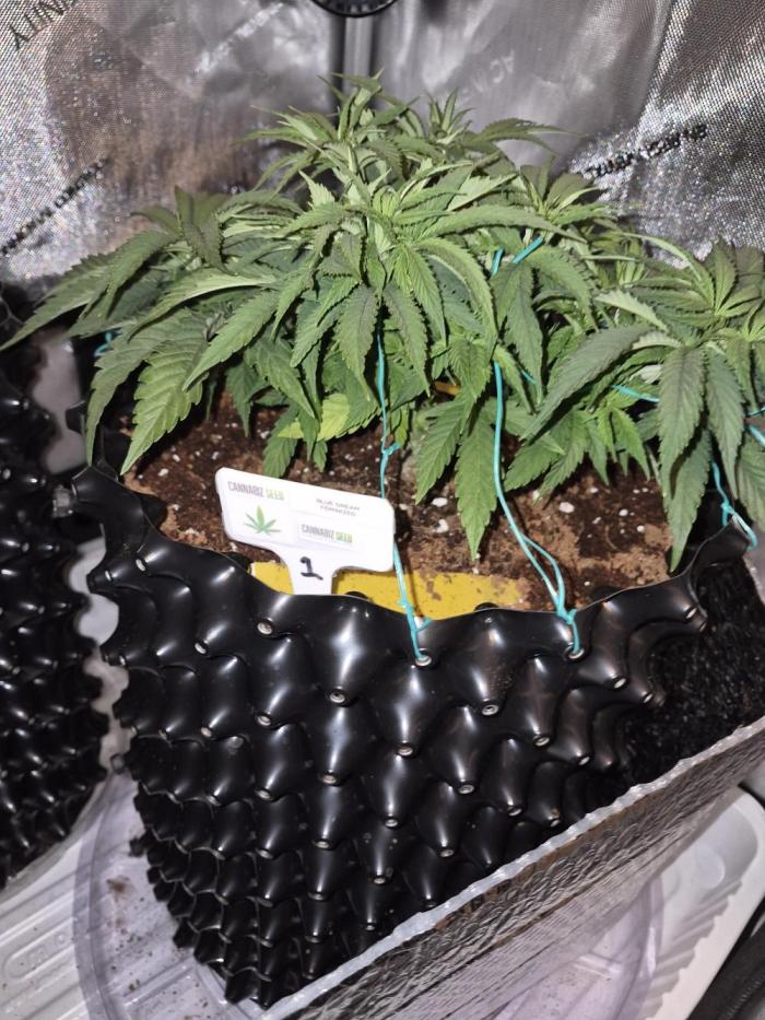 Cannabiz seeds Blue Dream photo period. Week 5