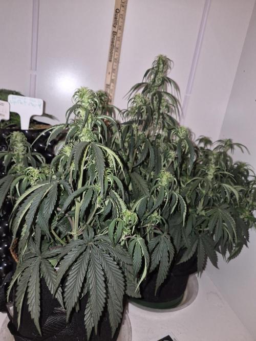 Cannabiz Seeds Gorilla Glue Auto. Week 6
