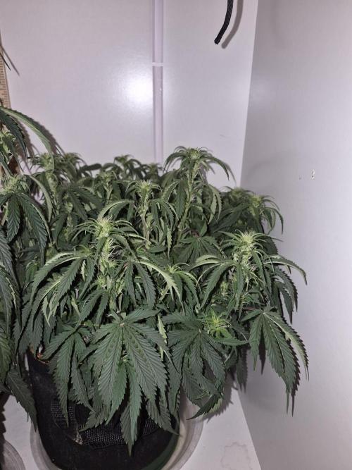 Cannabiz Seeds Gorilla Glue Auto. Week 6