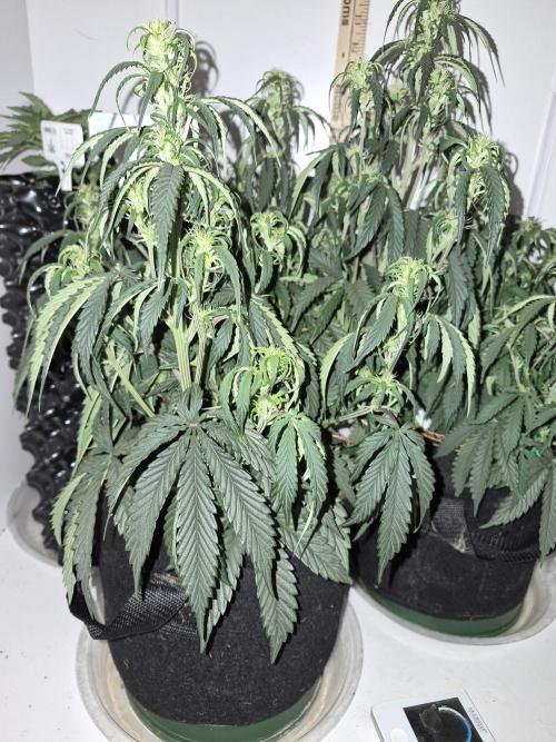 Cannabiz Seeds Gorilla Glue Auto. Week 6