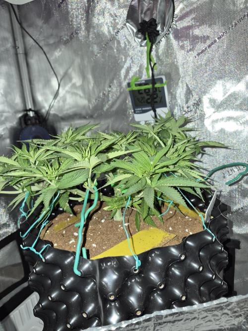 Cannabiz seeds Blue Dream photo period. Week 6