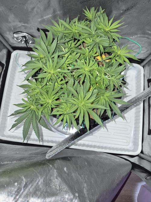 Cannabiz seeds Blue Dream photo period. Week 6