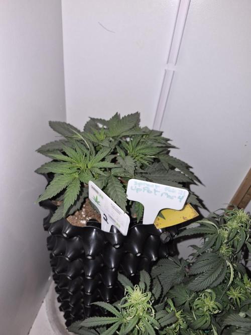 Cannabiz seeds Blue Dream photo period. Week 6