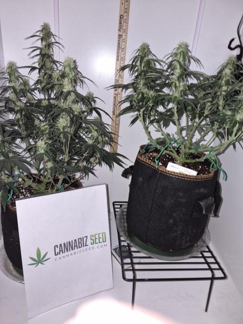 Cannabiz Seeds Gorilla Glue Auto. Week 7