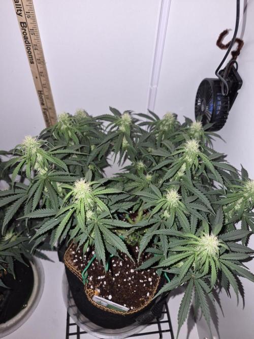 Cannabiz Seeds Gorilla Glue Auto. Week 7