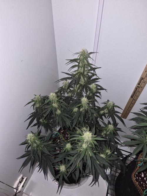 Cannabiz Seeds Gorilla Glue Auto. Week 7