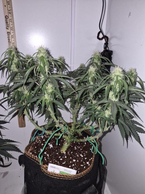 Cannabiz Seeds Gorilla Glue Auto. Week 7