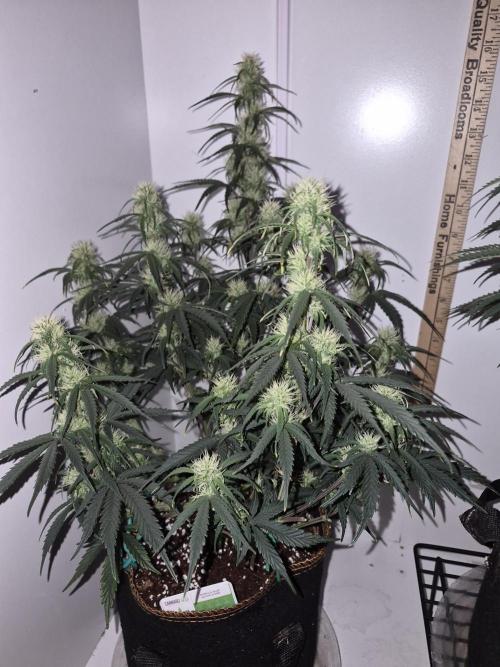 Cannabiz Seeds Gorilla Glue Auto. Week 7