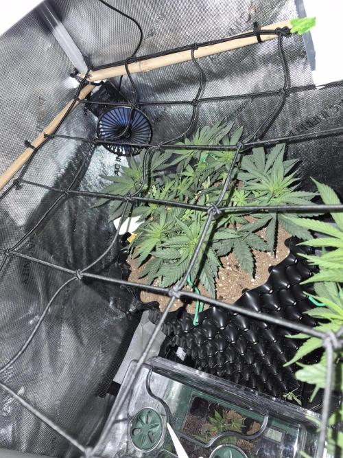 Cannabiz seeds Blue Dream photo period. Week 7