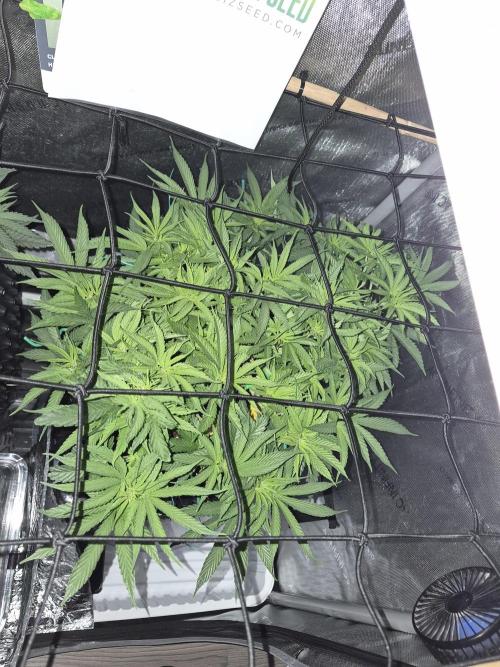 Cannabiz seeds Blue Dream photo period. Week 7