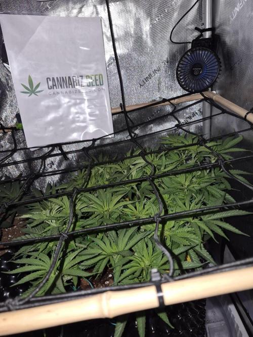 Cannabiz seeds Blue Dream photo period. Week 7