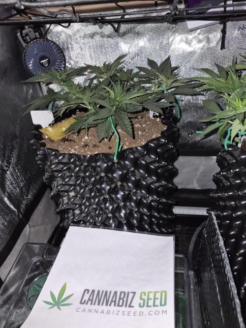 Cannabiz seeds Blue Dream photo period. Week 7