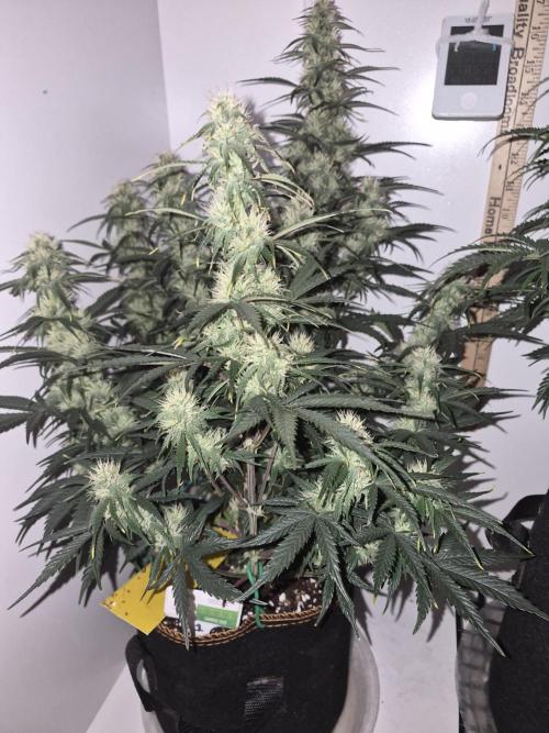 Cannabiz Seeds Gorilla Glue Auto. Week 8