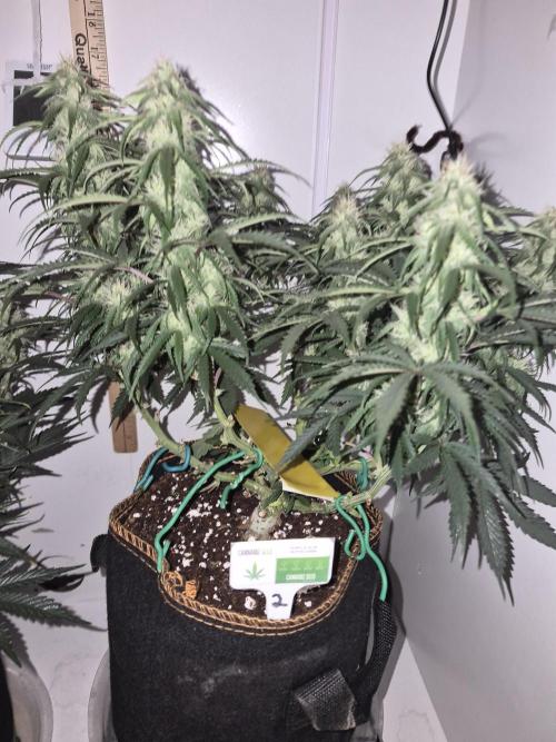 Cannabiz Seeds Gorilla Glue Auto. Week 8
