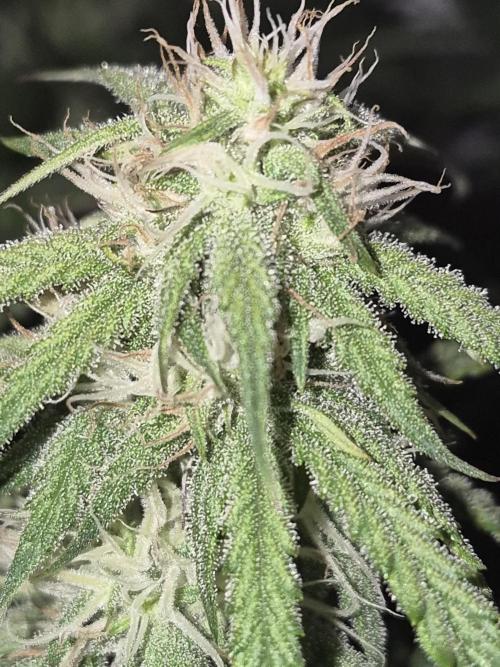 Cannabiz Seeds Gorilla Glue Auto. Week 8