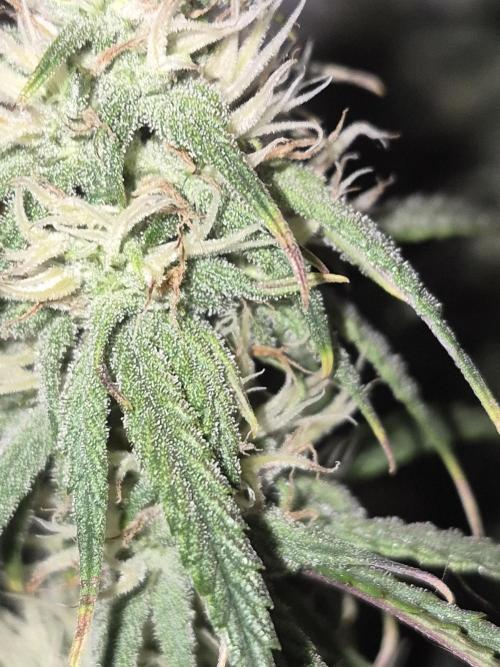 Cannabiz Seeds Gorilla Glue Auto. Week 8