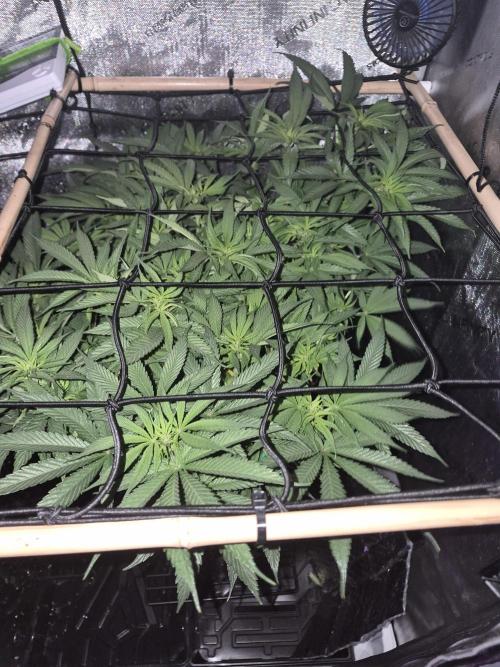 Cannabiz seeds Blue Dream photo period. Week 8