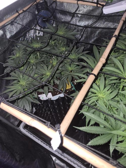 Cannabiz seeds Blue Dream photo period. Week 8