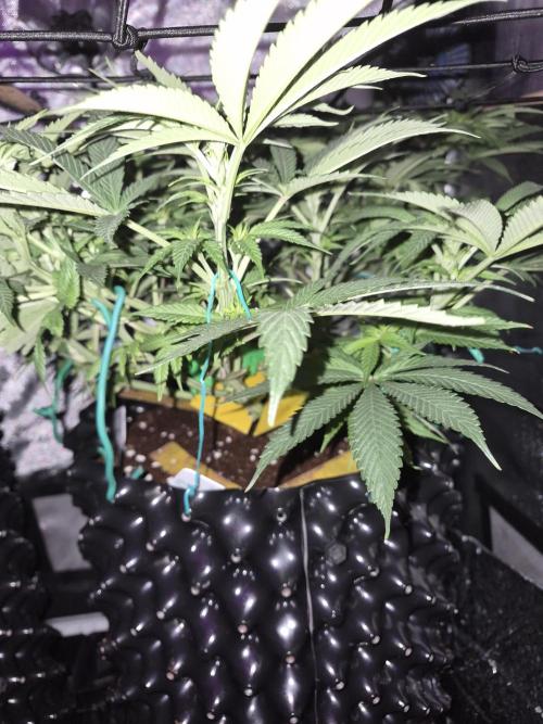 Cannabiz seeds Blue Dream photo period. Week 8
