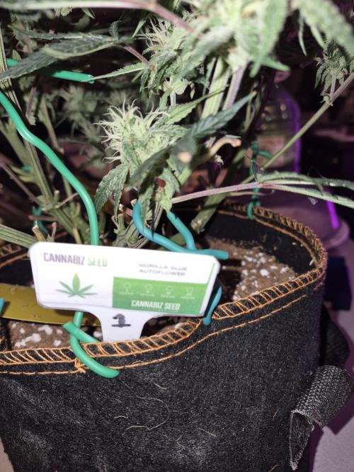Cannabiz Seeds Gorilla Glue Auto. Week 9