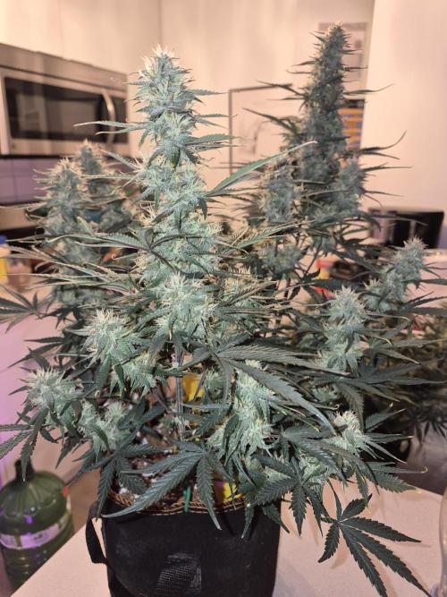 Cannabiz Seeds Gorilla Glue Auto. Week 9