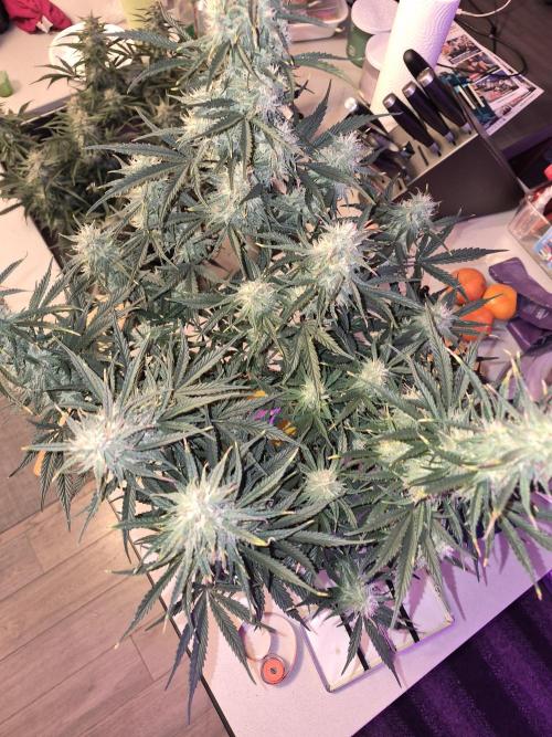 Cannabiz Seeds Gorilla Glue Auto. Week 9