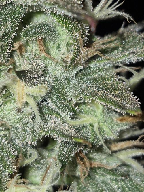 Cannabiz Seeds Gorilla Glue Auto. Week 9