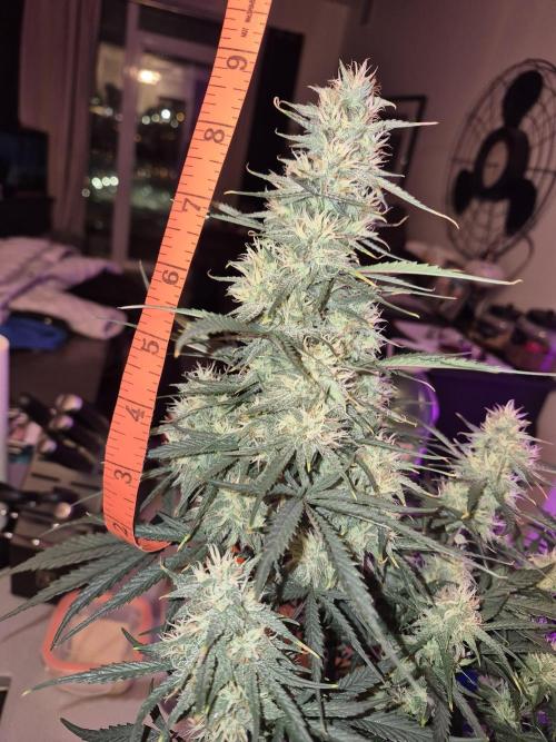 Cannabiz Seeds Gorilla Glue Auto. Week 9