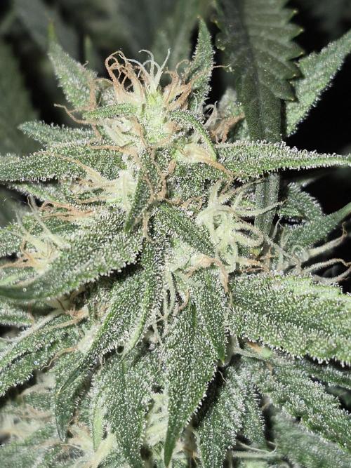 Cannabiz Seeds Gorilla Glue Auto. Week 9