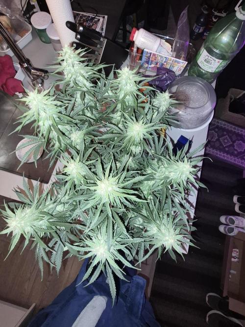 Cannabiz Seeds Gorilla Glue Auto. Week 9