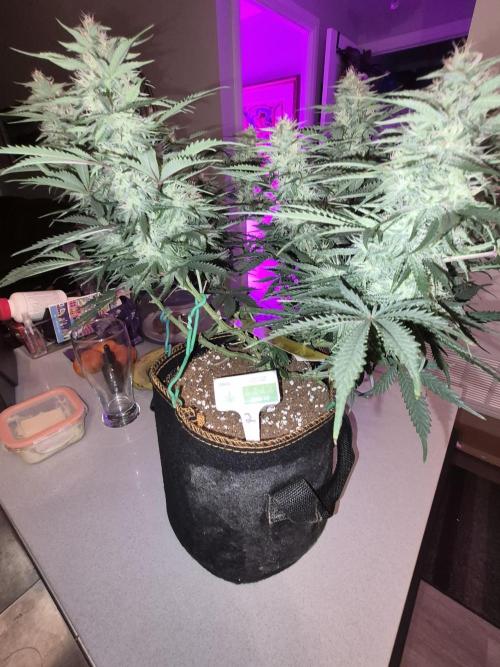 Cannabiz Seeds Gorilla Glue Auto. Week 9
