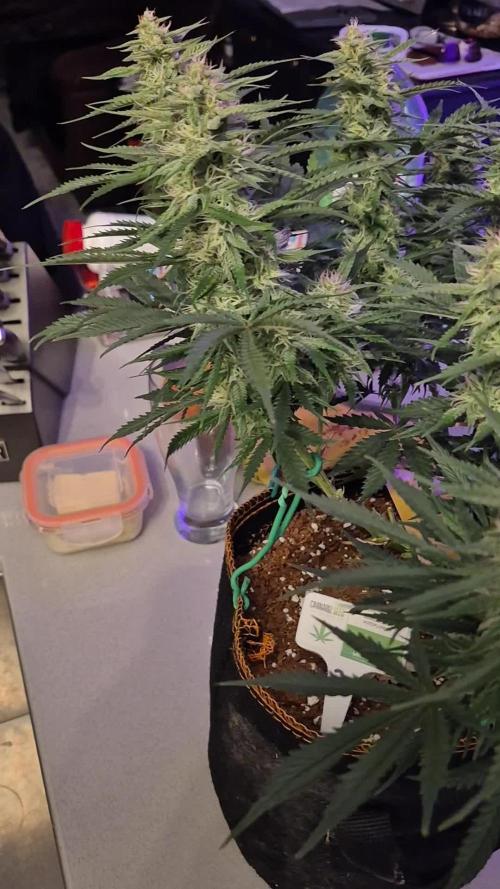Cannabiz Seeds Gorilla Glue Auto