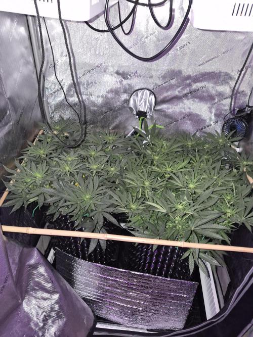 Cannabiz seeds Blue Dream photo period. Week 9