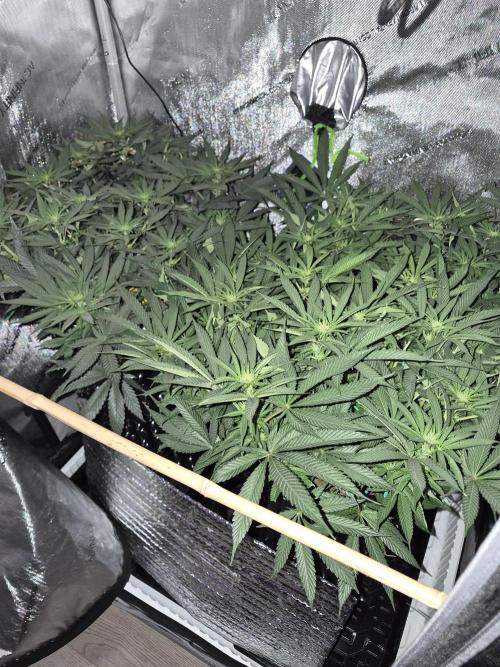Cannabiz seeds Blue Dream photo period. Week 9