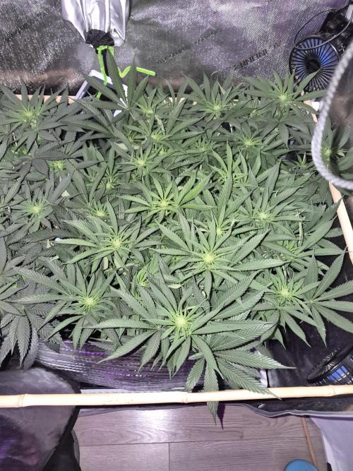 Cannabiz seeds Blue Dream photo period. Week 9