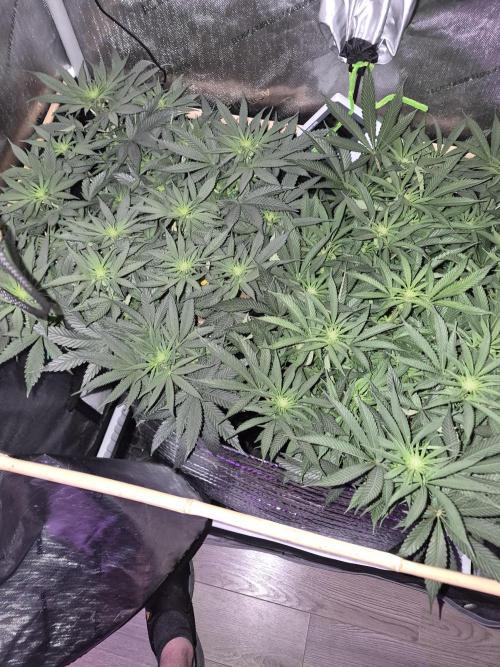 Cannabiz seeds Blue Dream photo period. Week 9