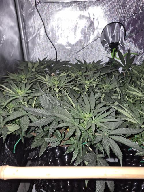 Cannabiz seeds Blue Dream photo period. Week 9
