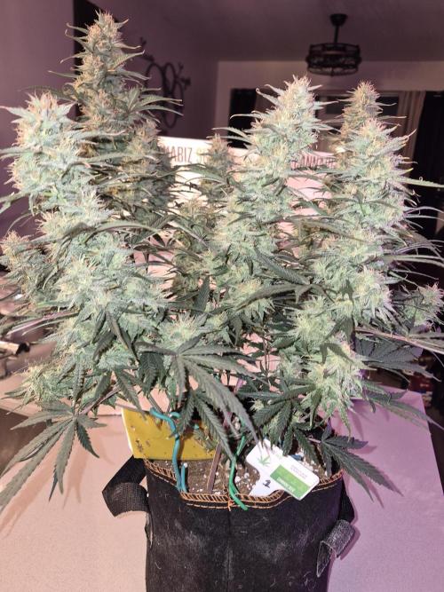 Cannabiz Seeds Gorilla Glue Auto. Week 10