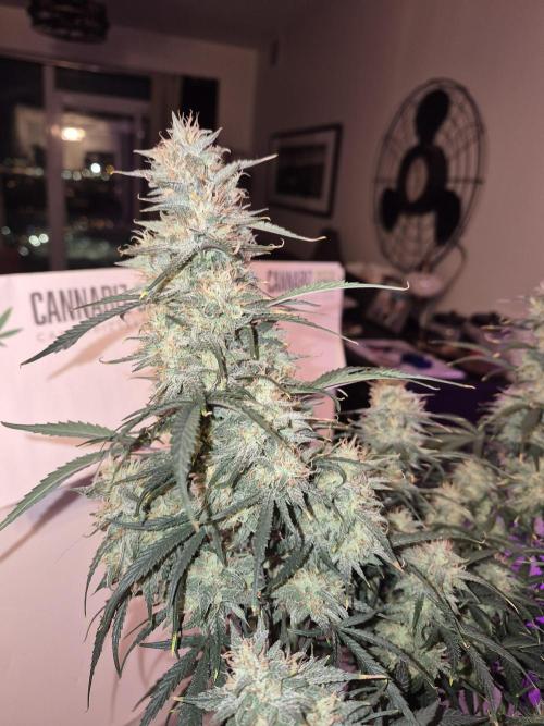 Cannabiz Seeds Gorilla Glue Auto. Week 10