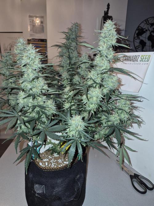 Cannabiz Seeds Gorilla Glue Auto. Week 10