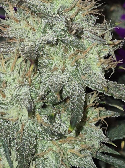 Cannabiz Seeds Gorilla Glue Auto. Week 10