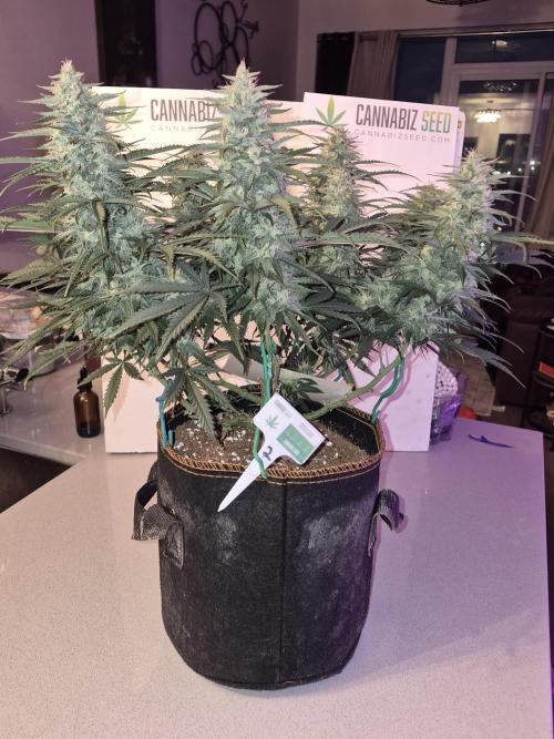Cannabiz Seeds Gorilla Glue Auto. Week 10